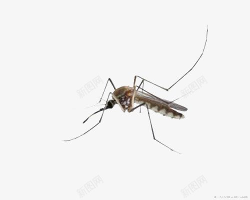蚊虫样本png免抠素材_88icon https://88icon.com 昆虫 经典 网页设计 蚊子 蚊虫 装饰图 黑色蚊子