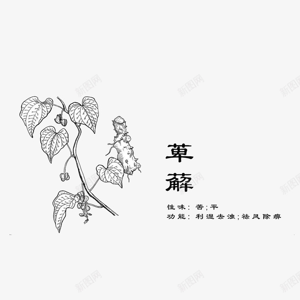 中药材萆薢png免抠素材_88icon https://88icon.com 性味苦平 手绘中药材 手绘图 植物 草本药