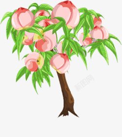 矢量桃子树桃树高清图片