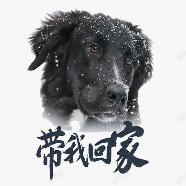 可怜的狗狗png免抠素材_88icon https://88icon.com 卡通 带我回家 艺术字 黑色