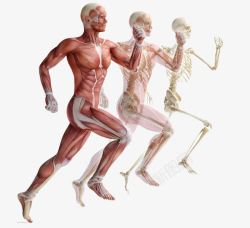 手绘人体骨骼运动的人体肌肉解剖高清图片