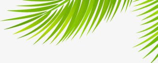 绿叶png免抠素材_88icon https://88icon.com 卡通可爱 暑期旅游季 树叶 活泼生动 绿叶 边角装饰 青叶 页面设计