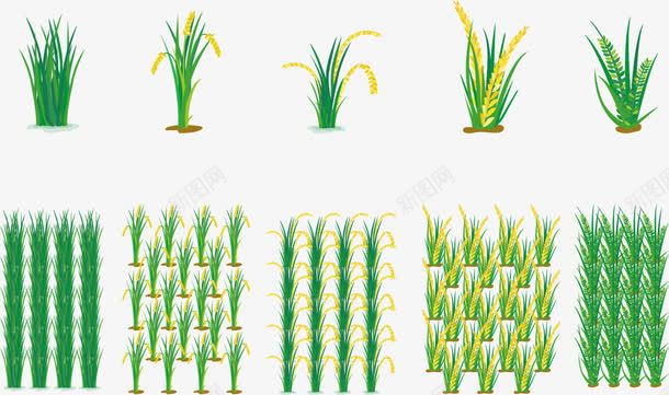 粮食种植png免抠素材_88icon https://88icon.com 幼苗 水稻 稻米 粮食 育苗