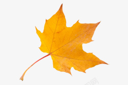 五角枫金黄色槭树科五角枫静止的树叶实高清图片