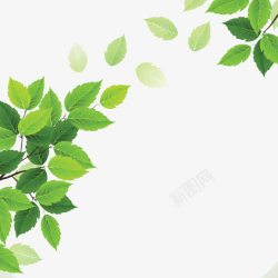 树叶图片下载 四季常绿树叶高清图片