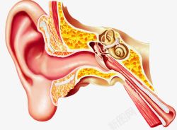 人体耳朵耳朵结构高清图片