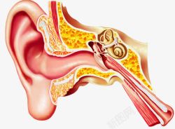 人耳朵耳朵结构高清图片
