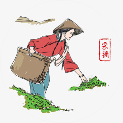 采茶女采摘茶叶手绘彩绘图案素材