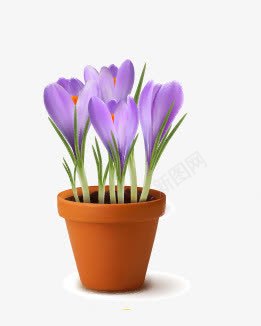 一盆花png免抠素材_88icon https://88icon.com 盆栽 紫色花朵 花卉 花盆