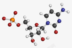红黑白色胞苷酸单磷酸RNA构建素材