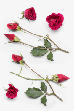 含苞待放的花朵红色未盛开的花苞高清图片
