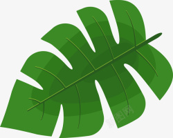 绿色棕榈叶植物图素材