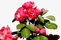 盛开的蔷薇花素材