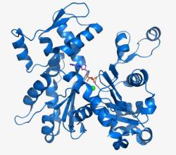 蛋白质结构肌动蛋白高清图片