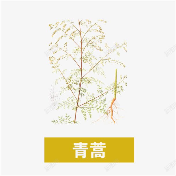 青蒿png免抠素材_88icon https://88icon.com 中药 本草纲目 草药 药材