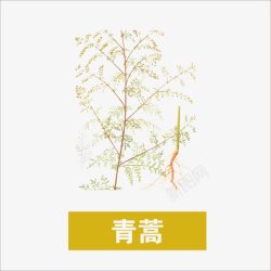 青蒿青蒿高清图片