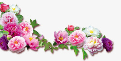 国花儿牡丹高清图片