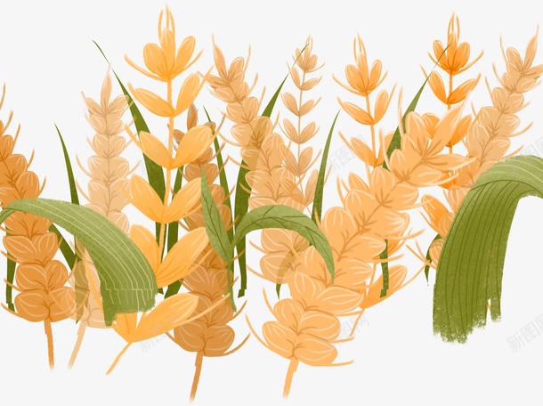 手绘小麦农作物png免抠素材_88icon https://88icon.com 五谷杂粮 农作物 小麦 庄稼 手绘 秋天 粗粮 谷物