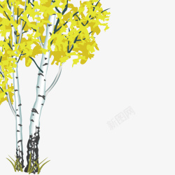 白桦茂盛的白桦树高清图片