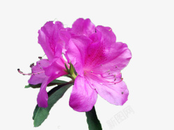 三朵花两朵紫色杜鹃花瓣高清图片