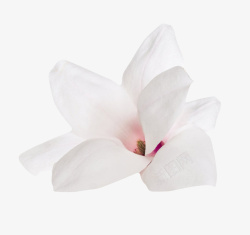 木兰科白色香味盛开的玉兰花瓣实物高清图片