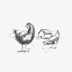 素描小鸡素描手绘牧场小鸡高清图片