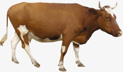棕色的母牛素材