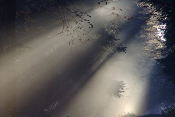 森林黑色枝叶中的光线jpg设计背景_88icon https://88icon.com 光线 枝叶 森林 黑色