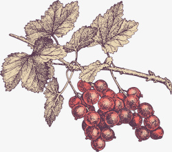 手绘枝叶上成熟的葡萄素材