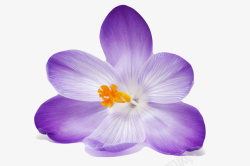 一朵大花紫色有观赏性带白色条纹的一朵大高清图片