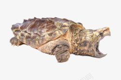 最古老的爬行动物鳄龟实物素材