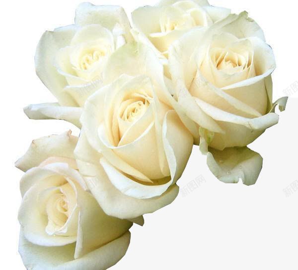 五朵白色唯美玫瑰花png免抠素材_88icon https://88icon.com 唯美 玫瑰花 白玫瑰花瓣 白色 鲜花