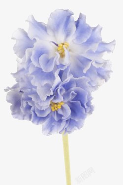 淡蓝色花朵非洲紫罗兰高清图片