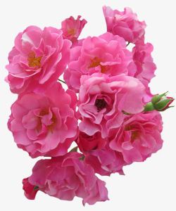 一簇盛开的粉色玫瑰素材