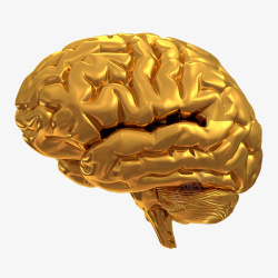 金色模型大脑素材