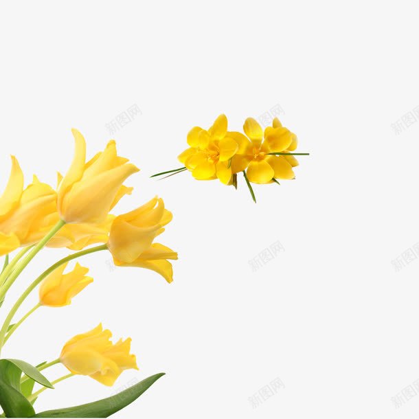 花朵png免抠素材_88icon https://88icon.com 娇艳的花 小花 花 花朵 黄色的鲜花