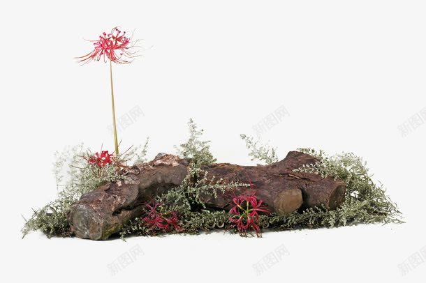 曼珠沙华png免抠素材_88icon https://88icon.com 彼岸花 摆件 曼珠沙华 树枝 树桩 植物 红色 红色彼岸花 红色曼珠沙华 红色石蒜花 花卉 装饰