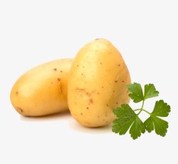 黄色马铃薯两个土豆高清图片
