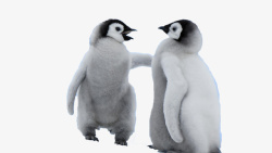 象征性企鹅家庭素材