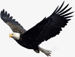 野性滑翔的老鹰高清图片