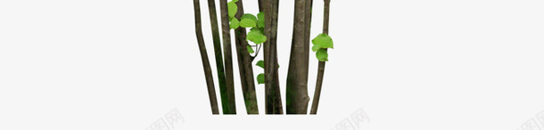 森林树木6png免抠素材_88icon https://88icon.com 小树 树 树木 森林