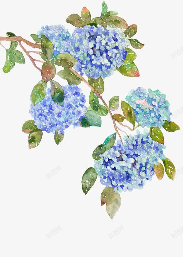 紫色绣球花png免抠素材_88icon https://88icon.com 叶子 手绘 紫色 绣球花 花朵