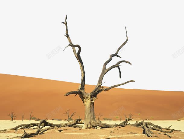 死亡之谷png免抠素材_88icon https://88icon.com 戈壁 景观 枯树 沙漠 纳米比亚