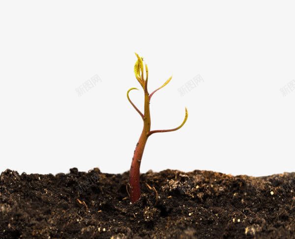 土里生长的绿色植物png免抠素材_88icon https://88icon.com 叶子 叶芽 土壤 大自然 嫩芽 树叶 植物 植被 绿色