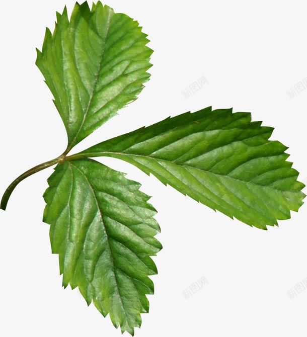 绿色漂亮桑叶png免抠素材_88icon https://88icon.com 叶子 枝叶 树叶 桑叶 桑叶纹理 绿叶