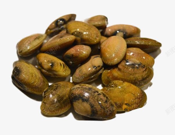 蛤蜊png免抠素材_88icon https://88icon.com 双壳贝类 新鲜食材 海鲜 生鲜 花甲 贝壳