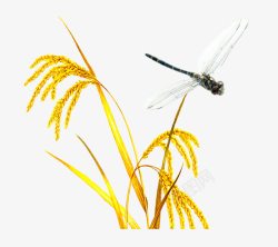 金秋水稻秋天水稻高清图片