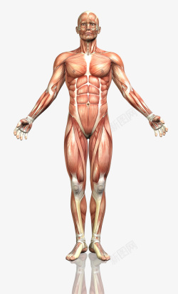 人体肌腱组织男性正面高清图片