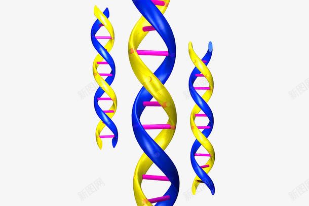 DNA结构png免抠素材_88icon https://88icon.com 人体 生物技术 螺旋 遗传物质