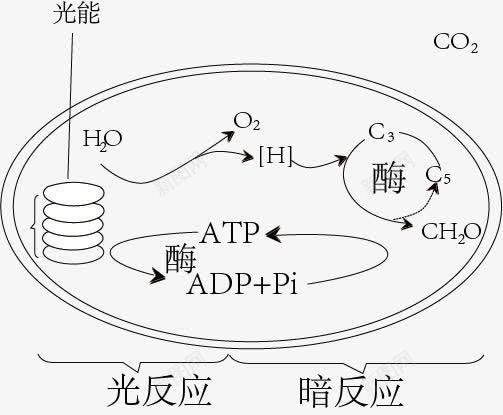 光合作用png免抠素材_88icon https://88icon.com 光合作用 生物 示意图 结构图